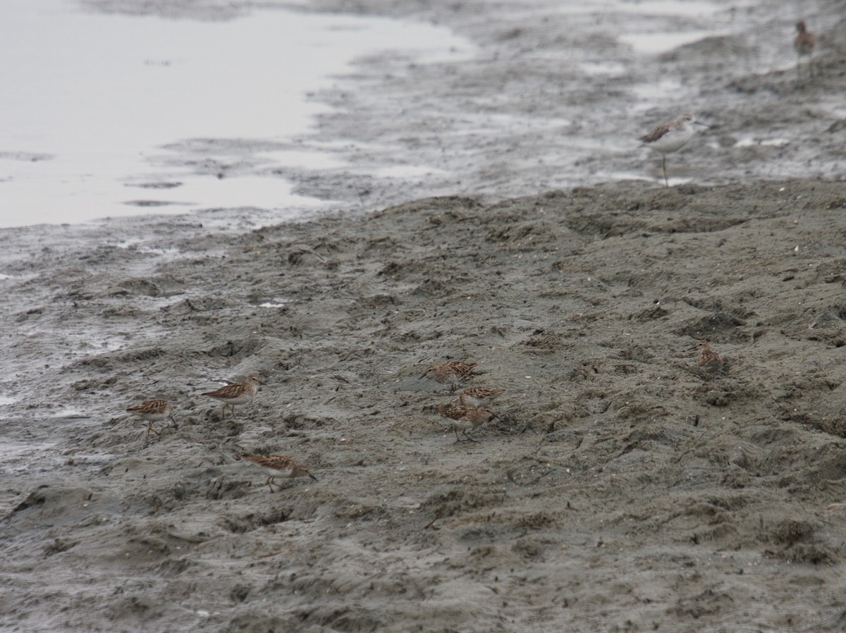 Long-toed Stint - ML45382081