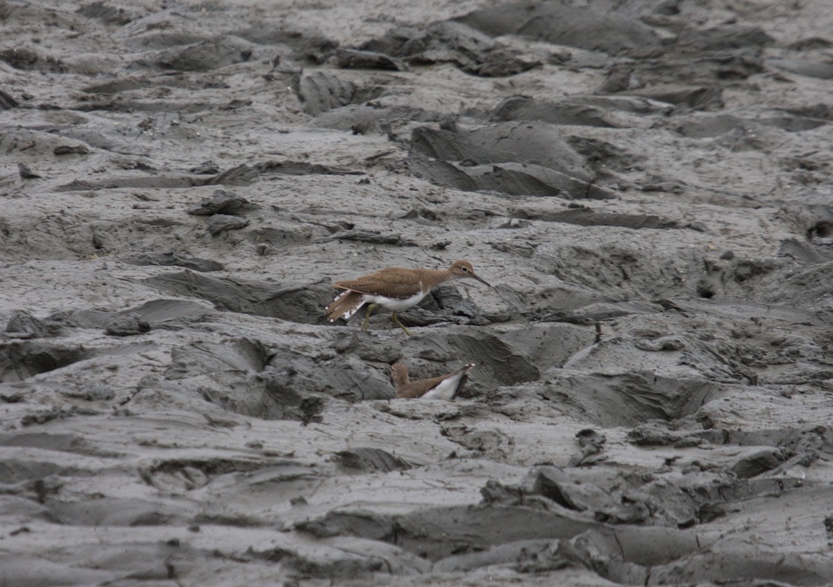 Common Sandpiper - ML45382131