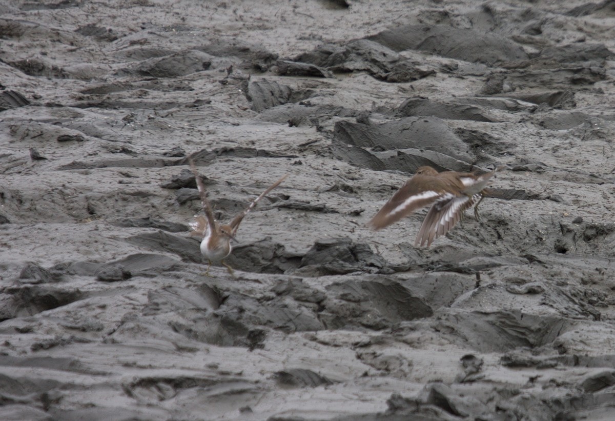 Common Sandpiper - ML45382141