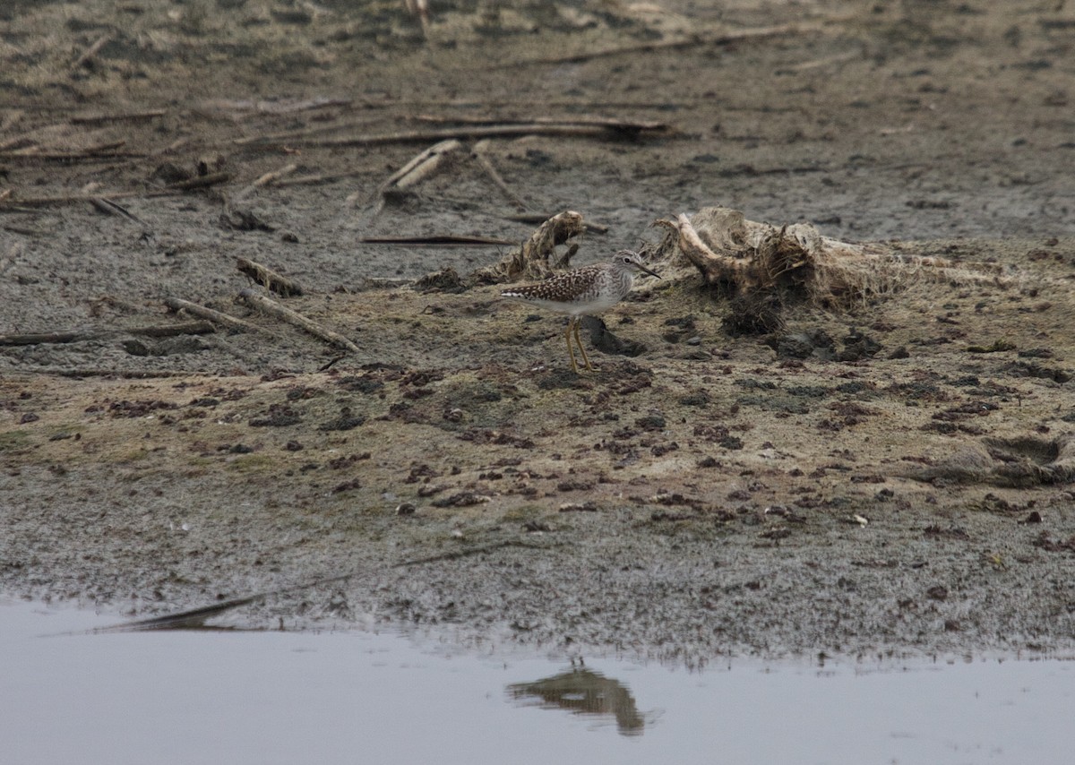 Wood Sandpiper - ML45382181