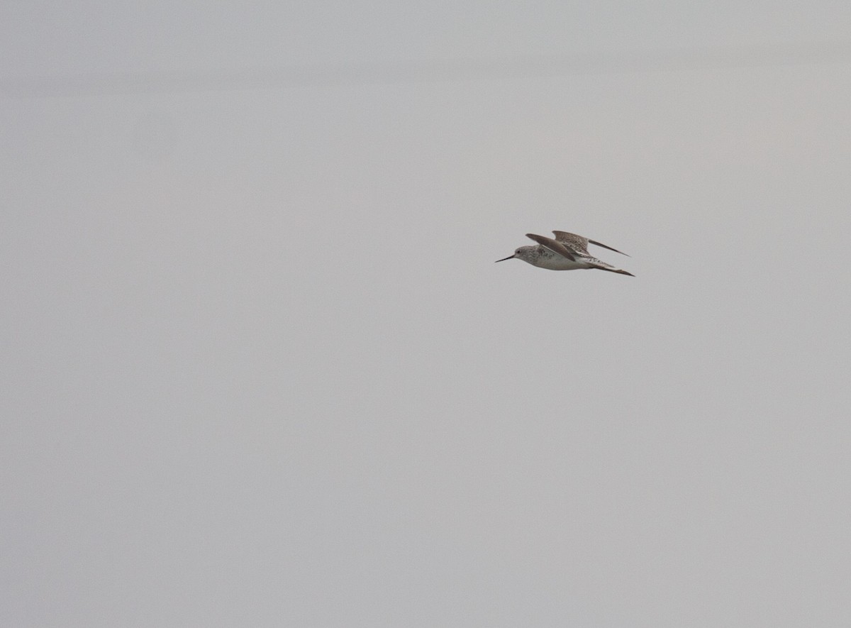 Marsh Sandpiper - ML45382191