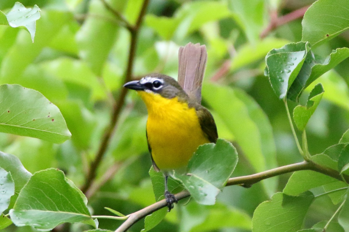 Yellow-breasted Chat - ML453822391