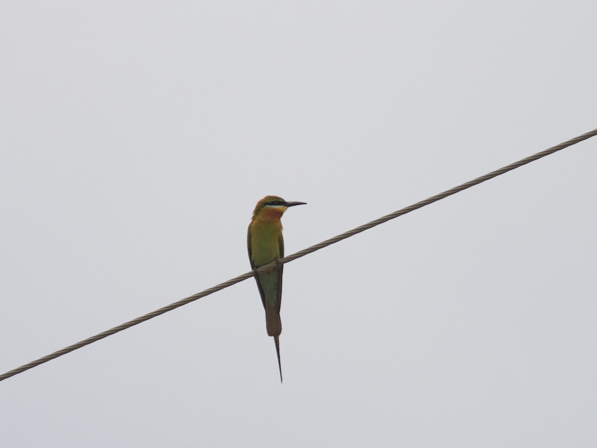 Blue-tailed Bee-eater - ML45382301