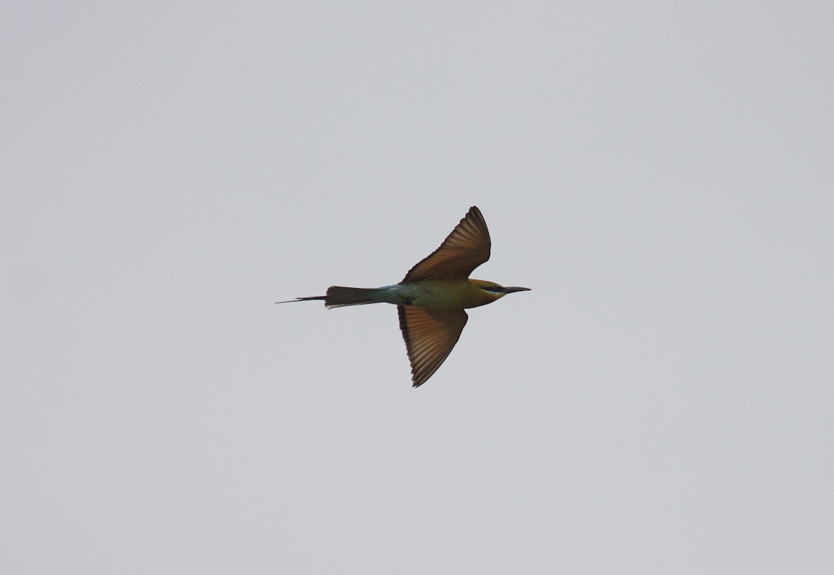 Blue-tailed Bee-eater - ML45382311