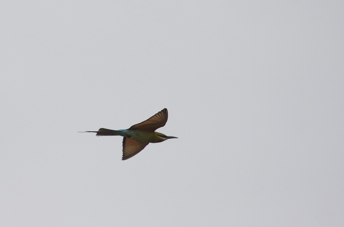 Blue-tailed Bee-eater - ML45382321