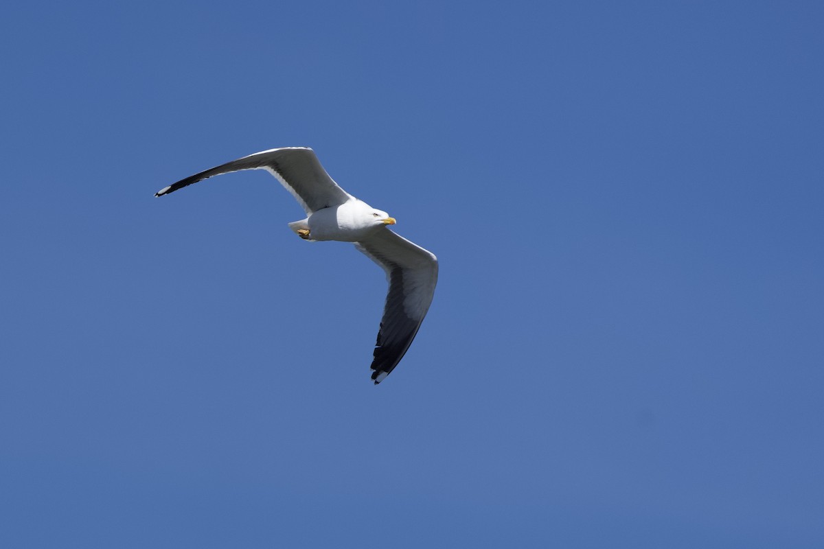 Gaviota Sombría - ML453823501