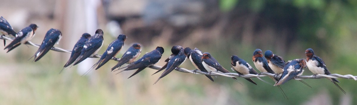 Barn Swallow - ML45382401