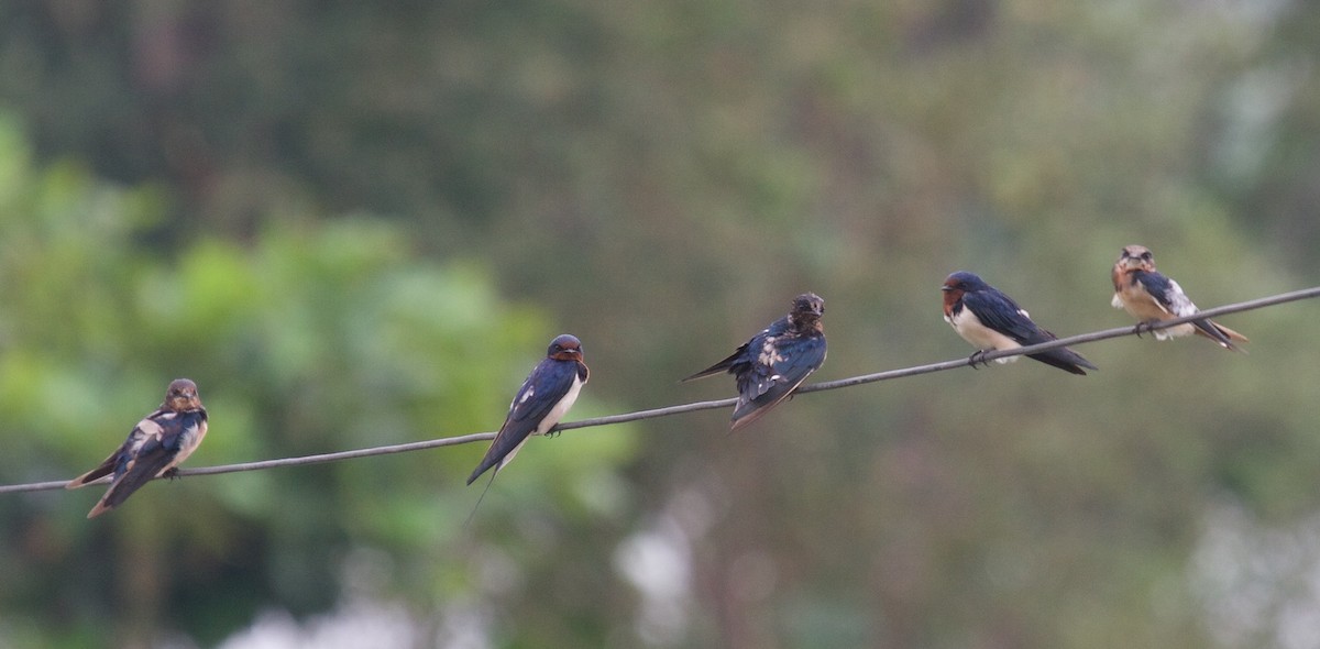 Barn Swallow - ML45382411