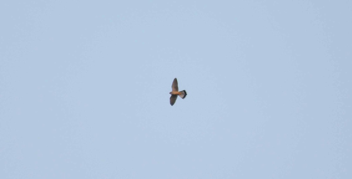 Lesser Kestrel - ML45382451