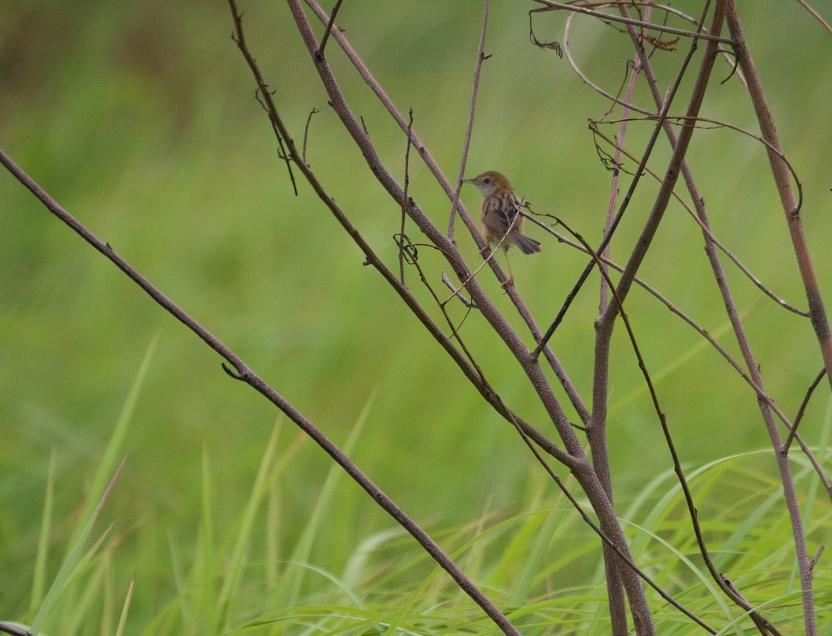 Golden-headed Cisticola - ML45382471