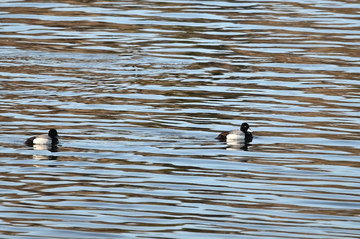 Greater Scaup - ML453824841