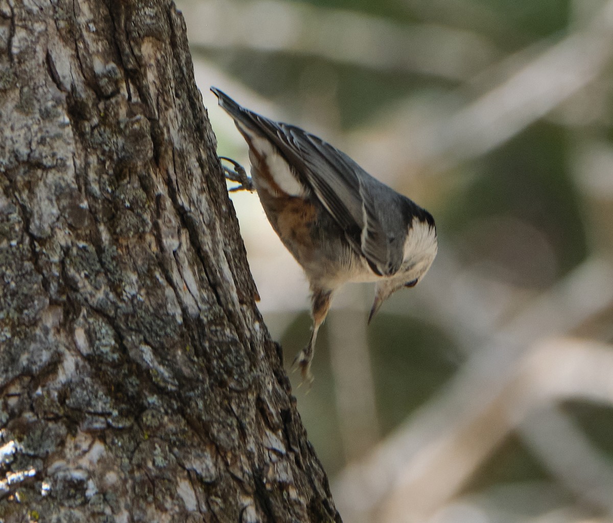 White-breasted Nuthatch - ML453827441