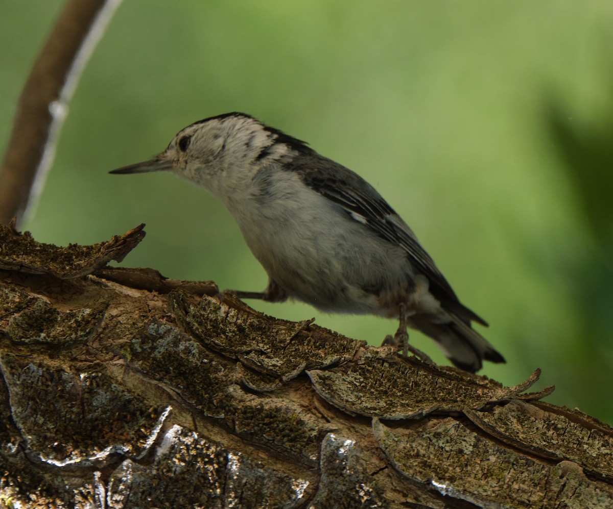 White-breasted Nuthatch - ML453828131