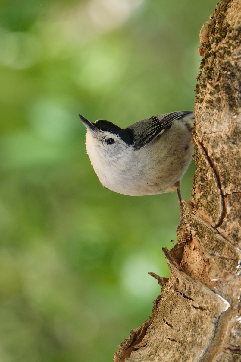 White-breasted Nuthatch - ML453828201