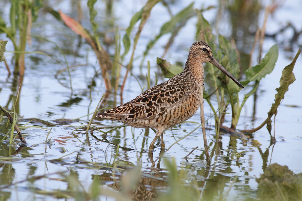 Short-billed Dowitcher - William Konze