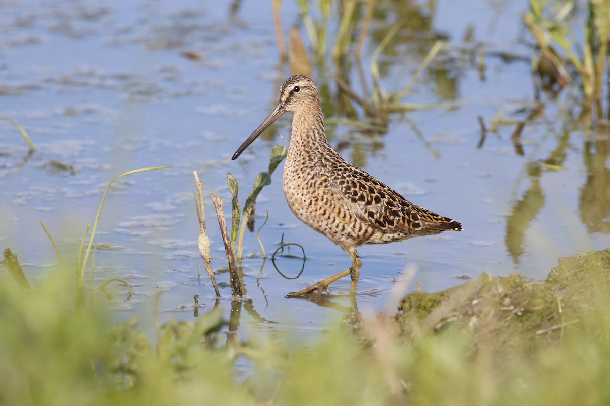 Short-billed Dowitcher - William Konze