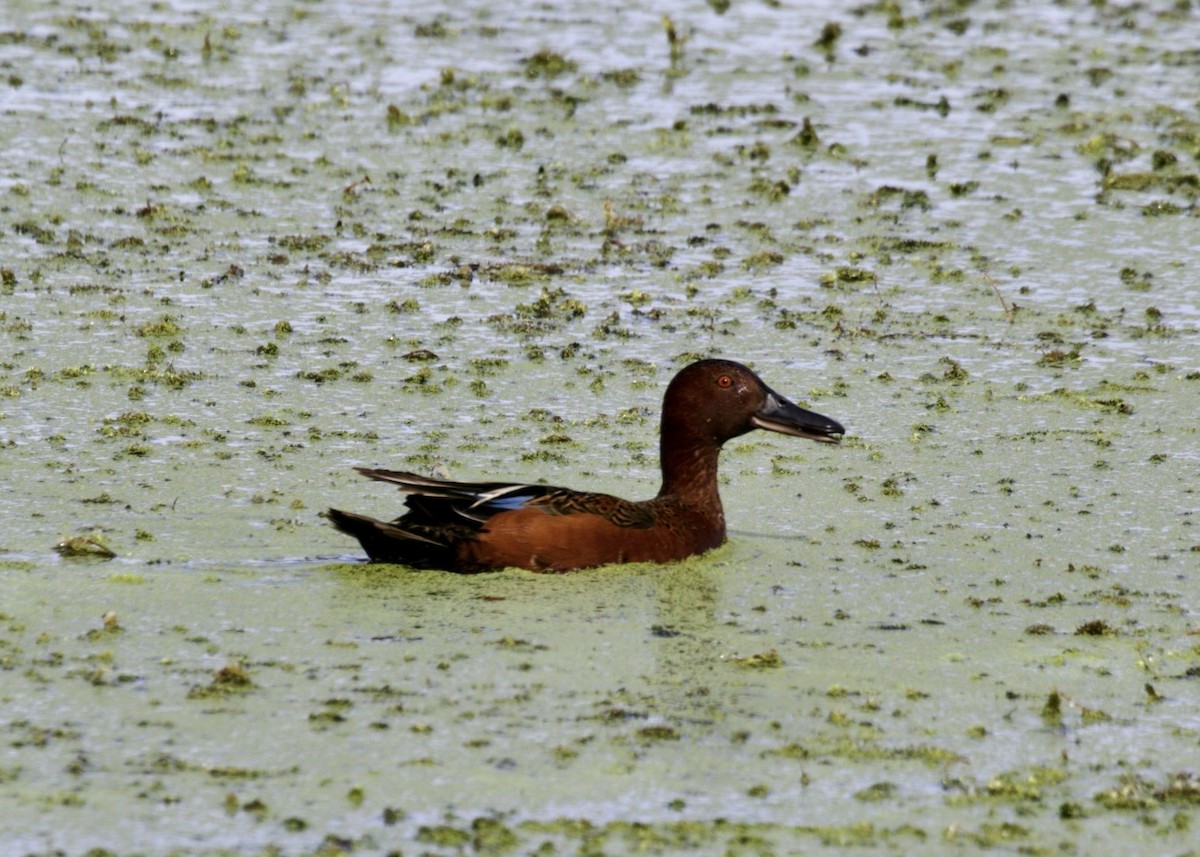 アカシマアジ - ML453833441