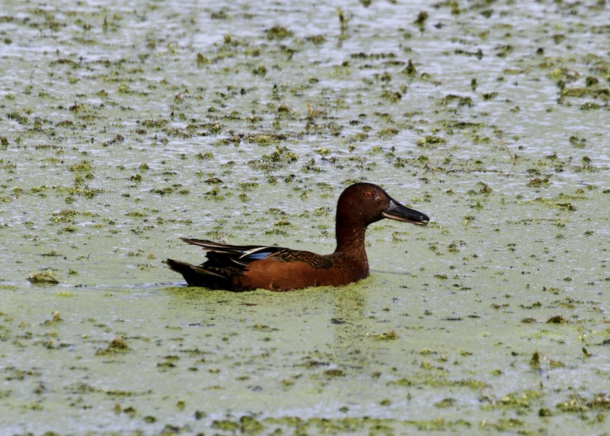 Cinnamon Teal - ML453833441