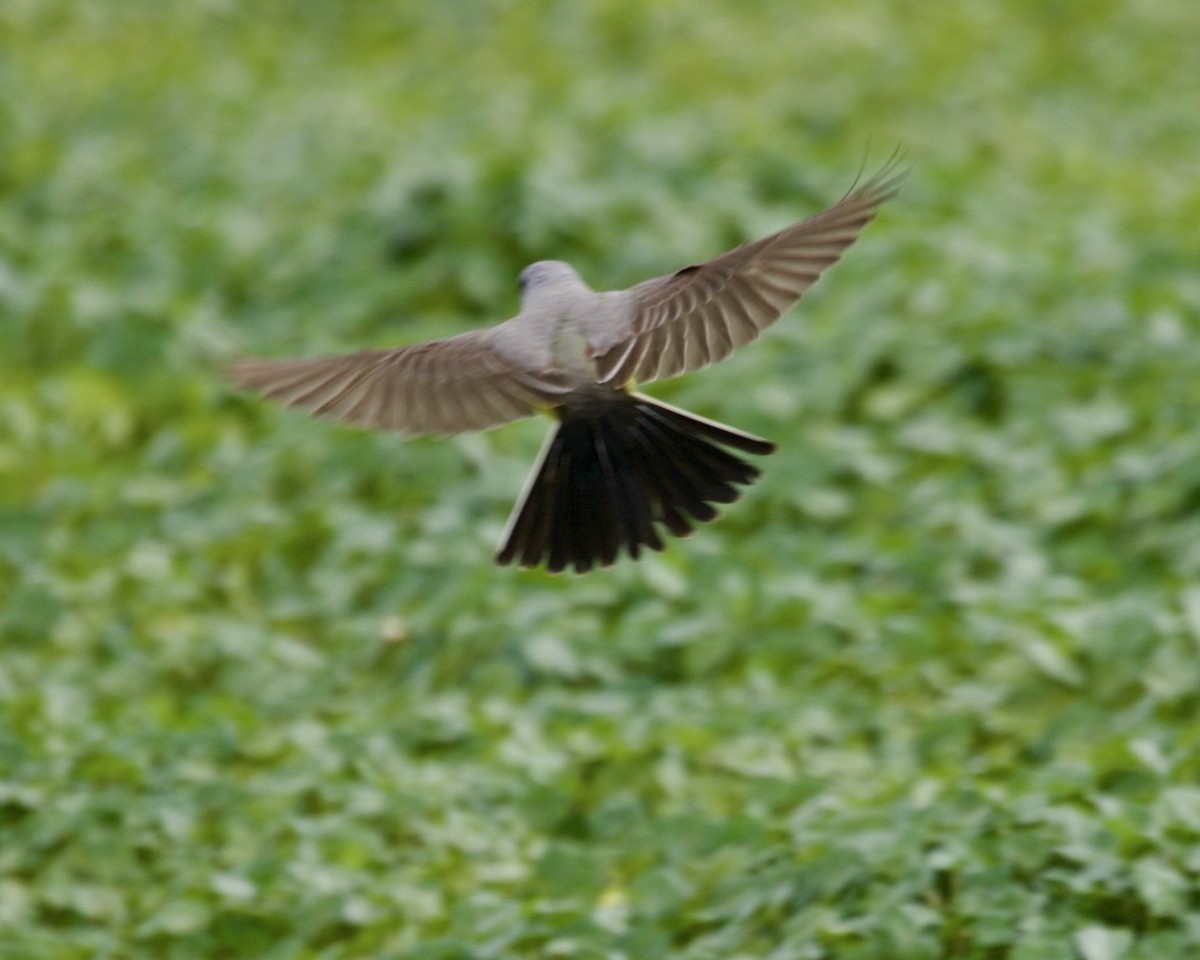 Western Kingbird - ML453833521