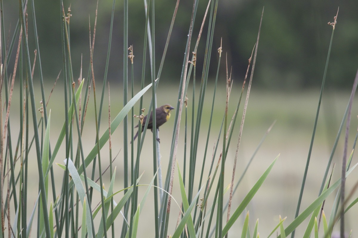 Yellow-headed Blackbird - Dave Bengston