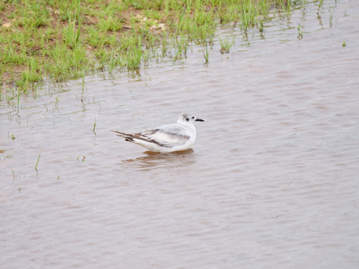 Bonaparte's Gull - Anir Bhat