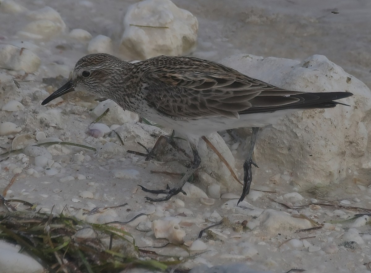 White-rumped Sandpiper - Sheridan Samano