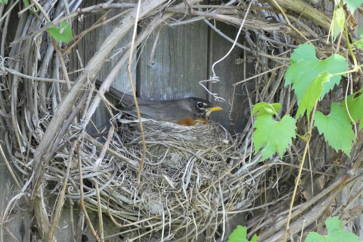 American Robin - ML453835551
