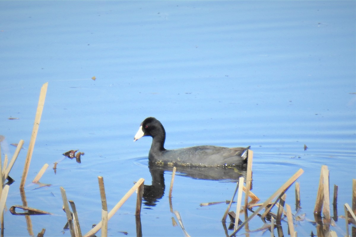 American Coot - Carol Harvey