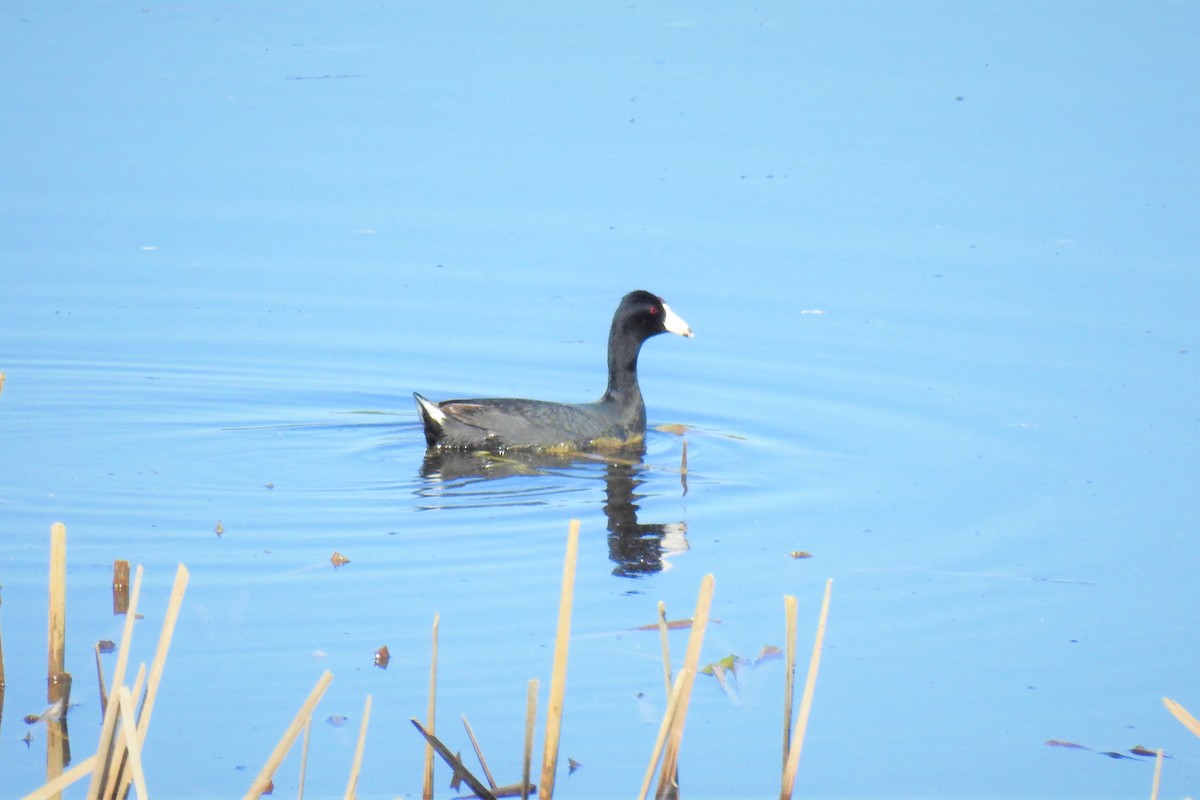 American Coot - ML453835641