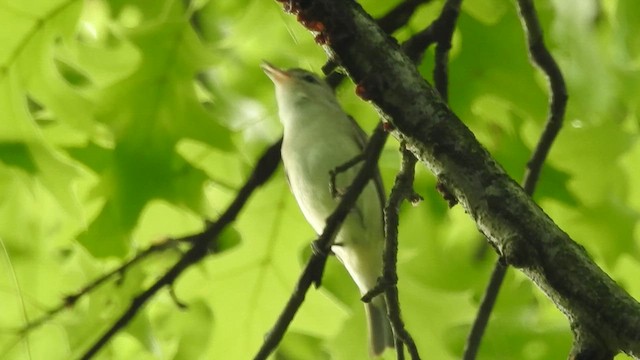 Warbling Vireo - ML453836001