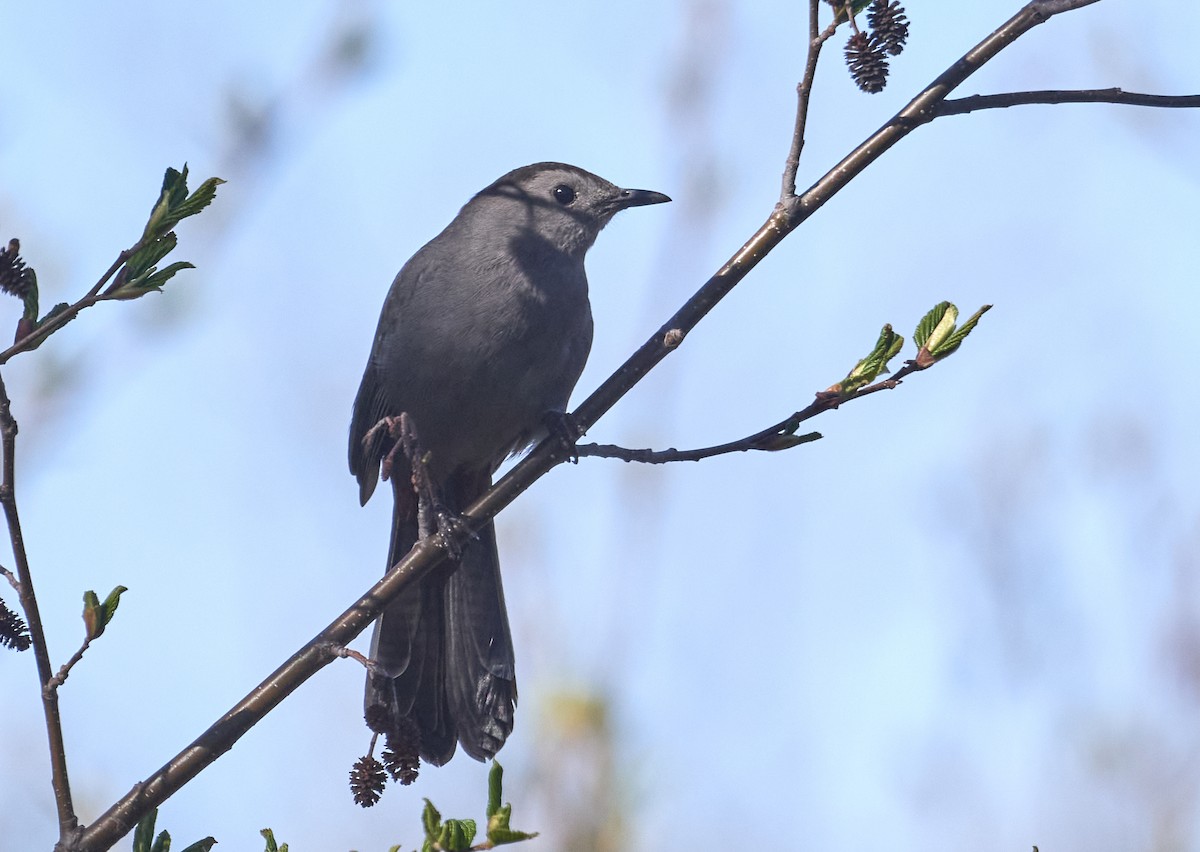 Gray Catbird - ML453836831