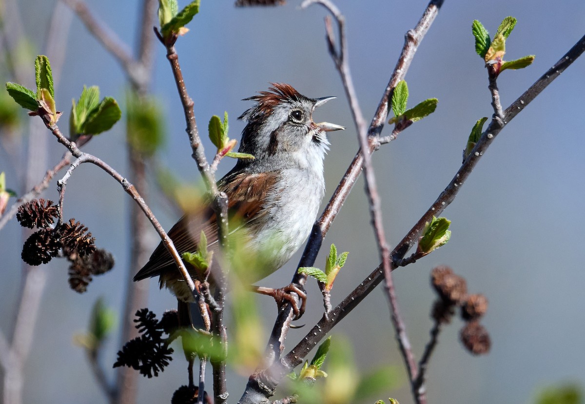 Swamp Sparrow - ML453836891