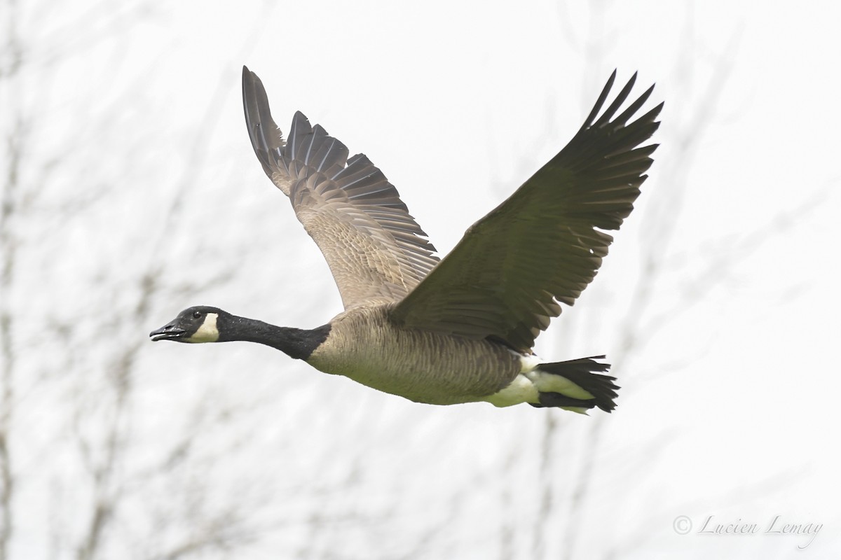 Canada Goose - ML453837821