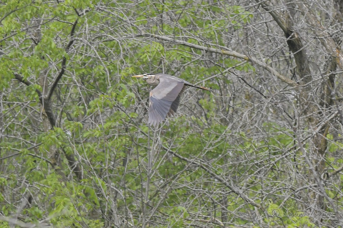 Great Blue Heron - ML453837891