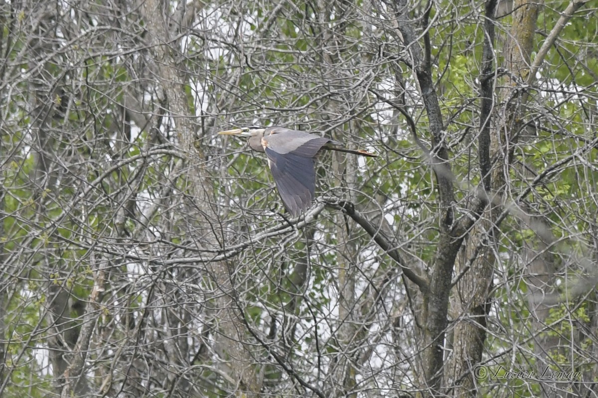 Great Blue Heron - ML453838021