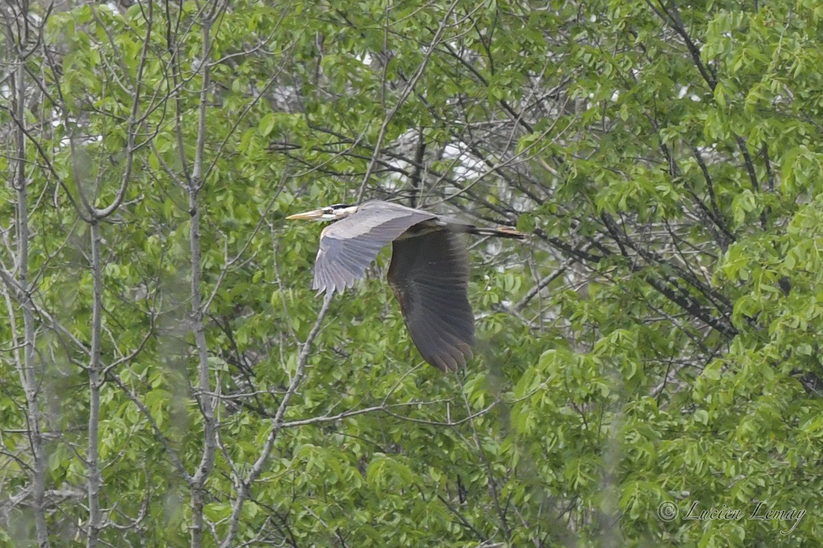Great Blue Heron - ML453838091