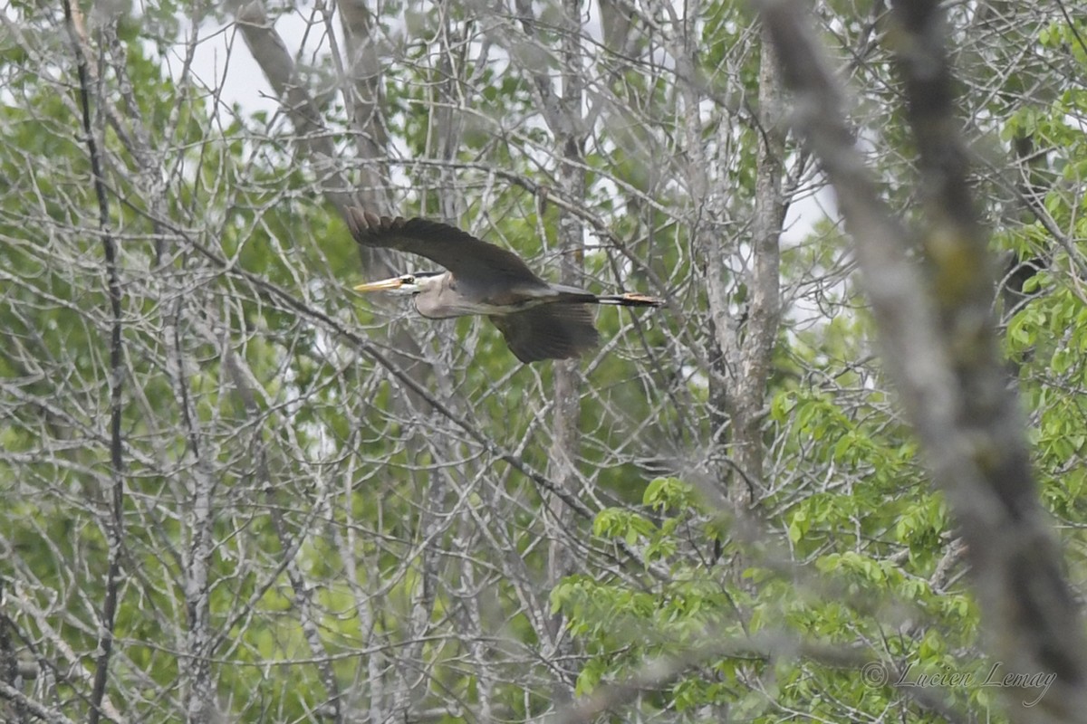 Great Blue Heron - ML453838191