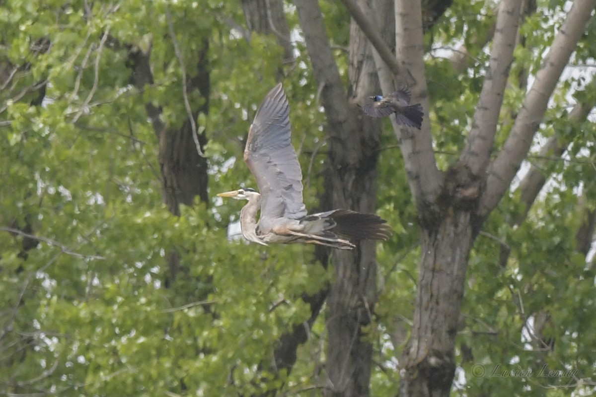 Great Blue Heron - ML453838221