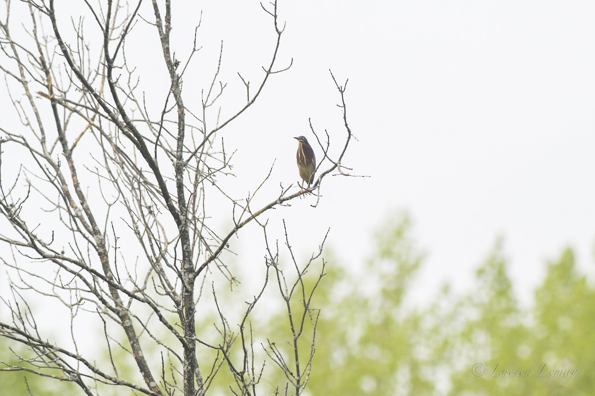 Green Heron - ML453838321