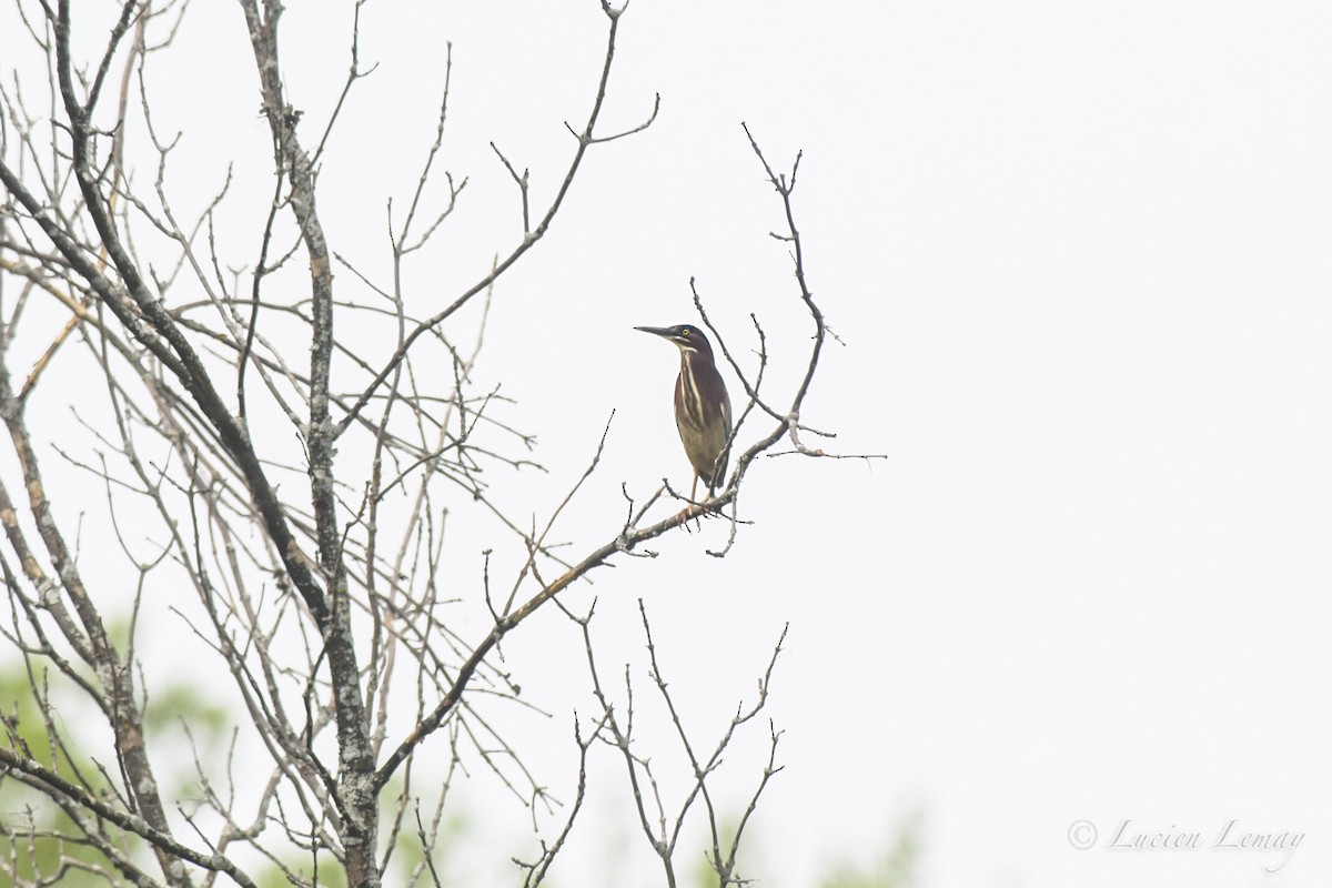 Green Heron - ML453838381