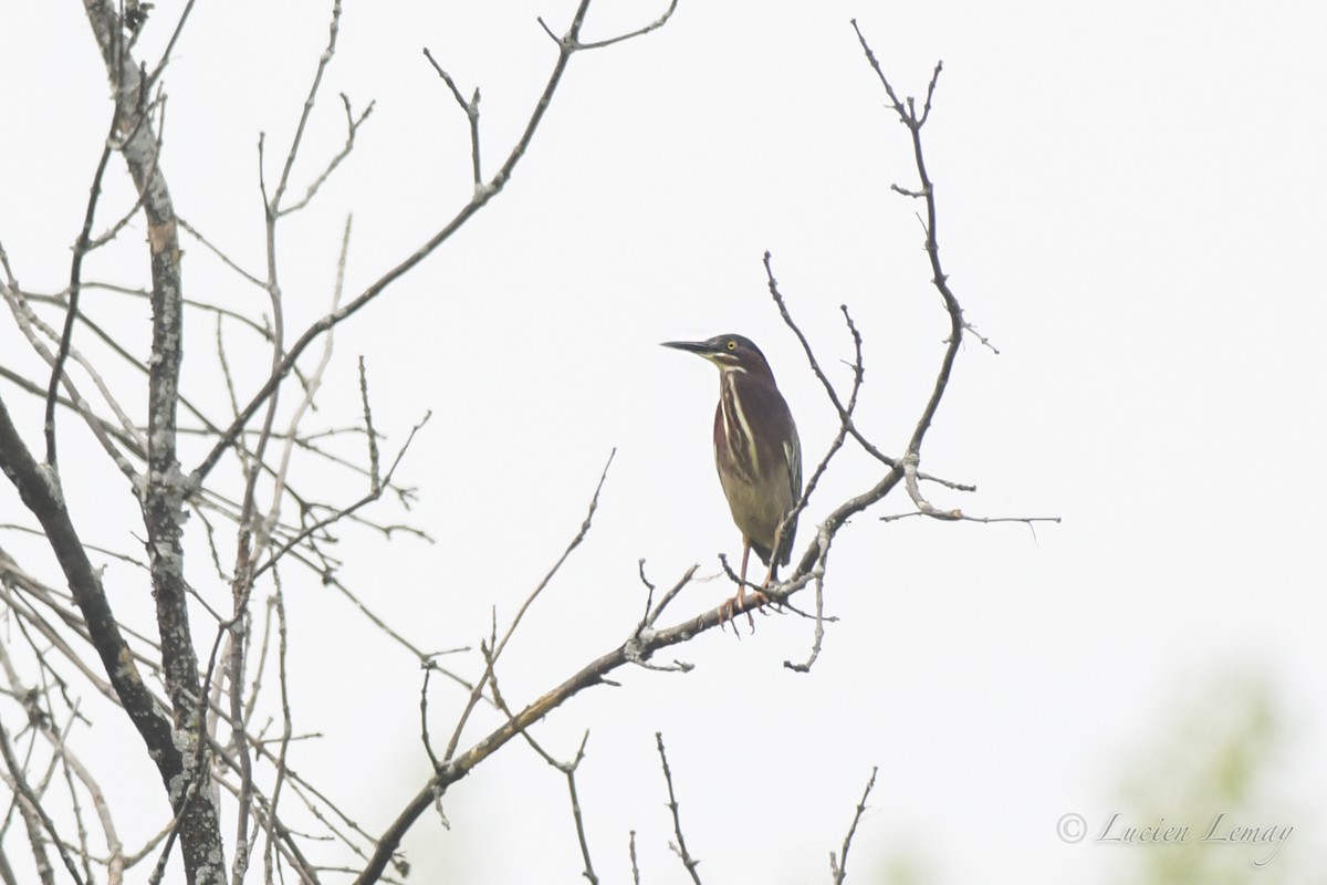 Green Heron - ML453838421