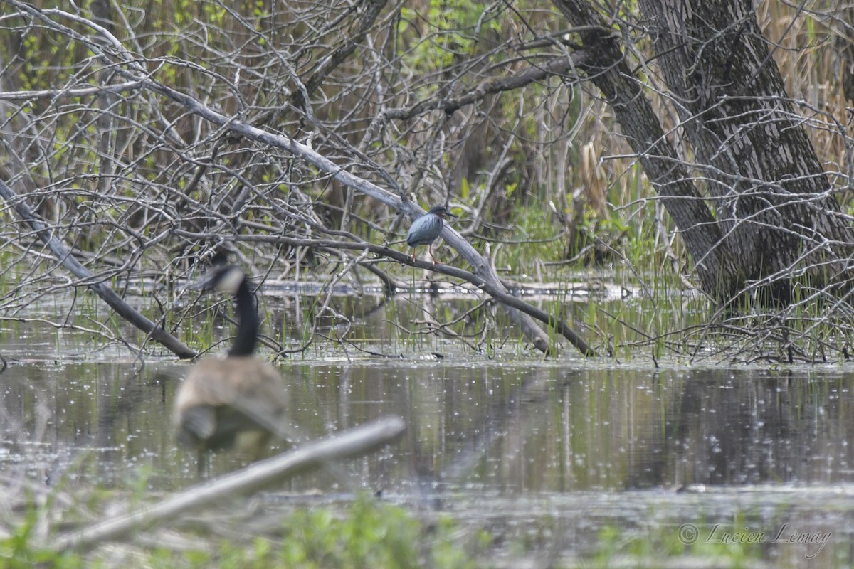 Green Heron - ML453838481