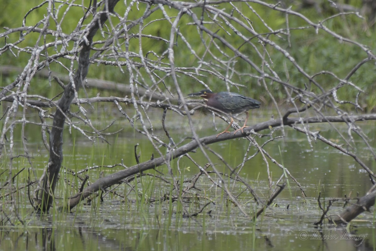Green Heron - ML453838501