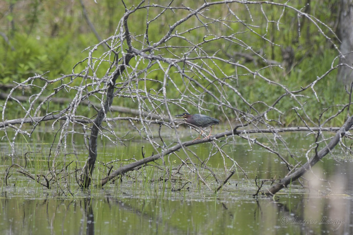 Green Heron - ML453838561