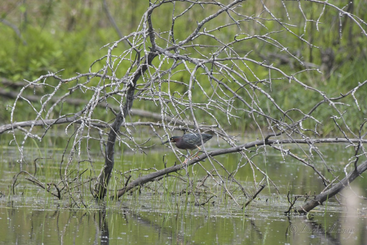 Green Heron - ML453838641
