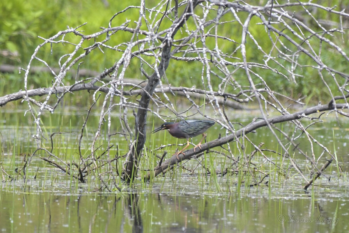 Green Heron - ML453838661