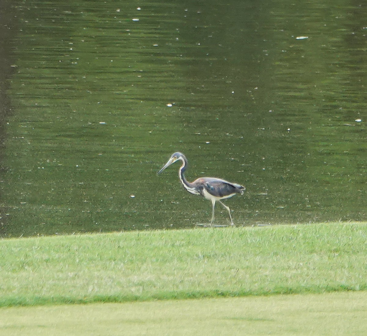 Tricolored Heron - ML453838771