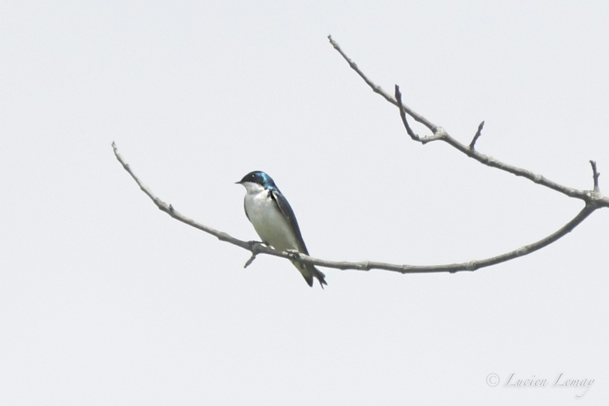 Tree Swallow - ML453838921