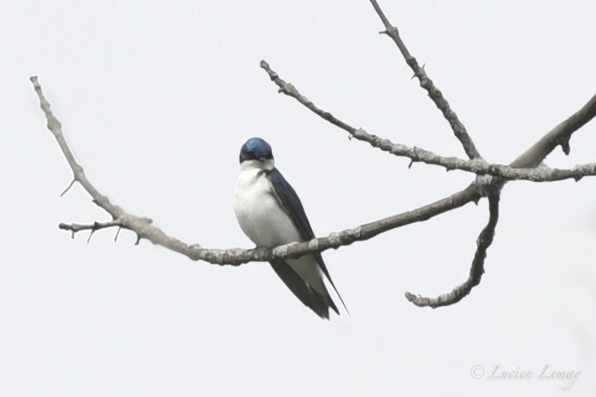 Tree Swallow - ML453838951