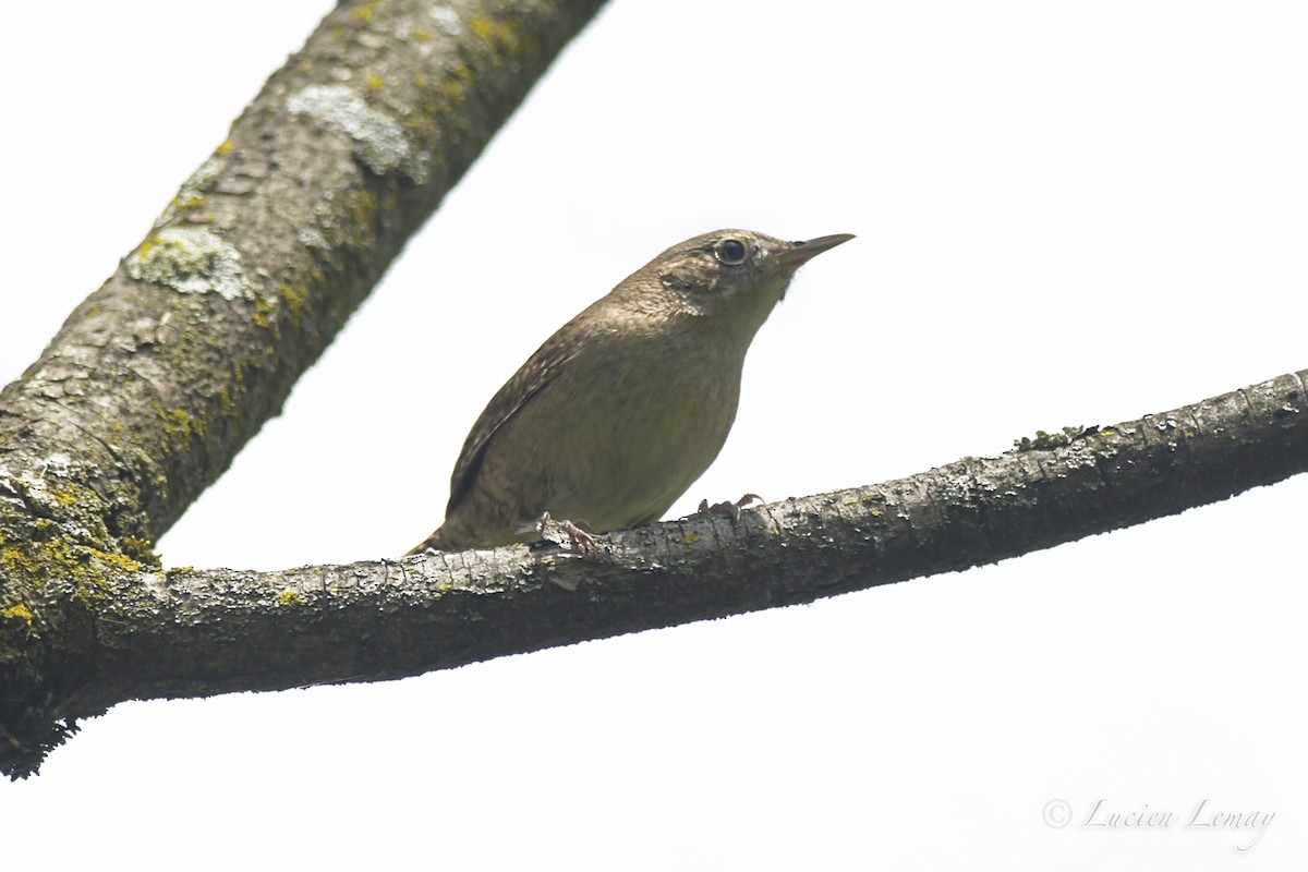 Northern House Wren - ML453839031
